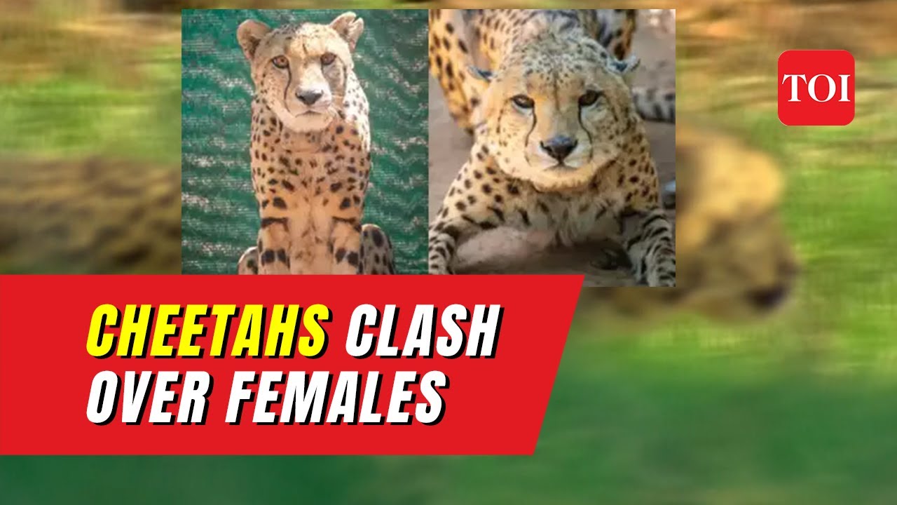 Kuno National Park in news once again: Cheetahs clash over territory, prey, and mates