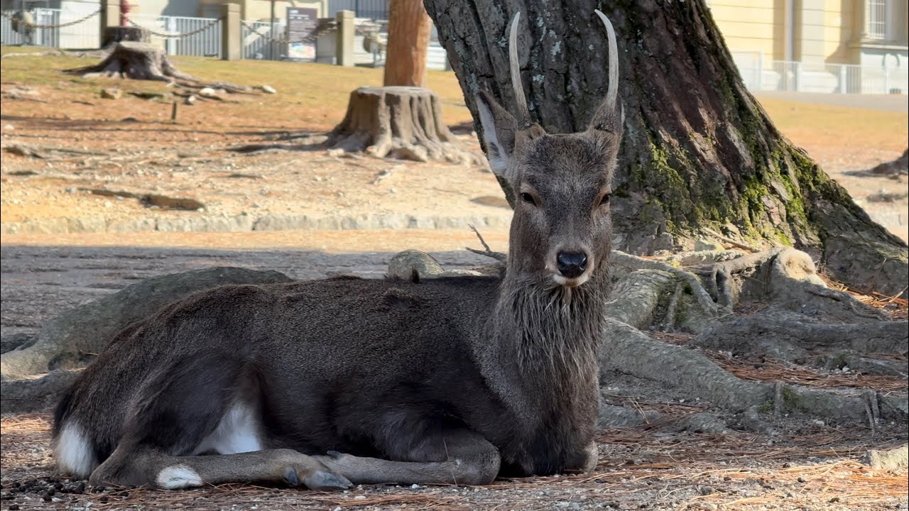 【奈良公園】ならしか　2025/12