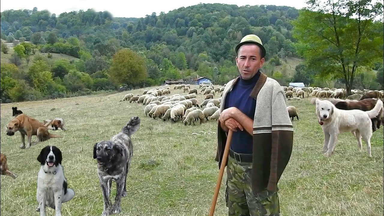 CIOBANUL FLORIN VASILE MEREU IN RAZBOI CU URSUL.17 CAINI CIOBANESTI SUNT ALATURI DE EL,PAZESC OILE.