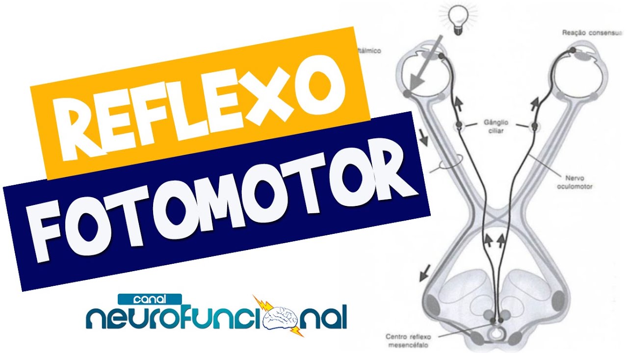 REFLEXO FOTOMOTOR E CONSENSUAL (Vídeo Aula)