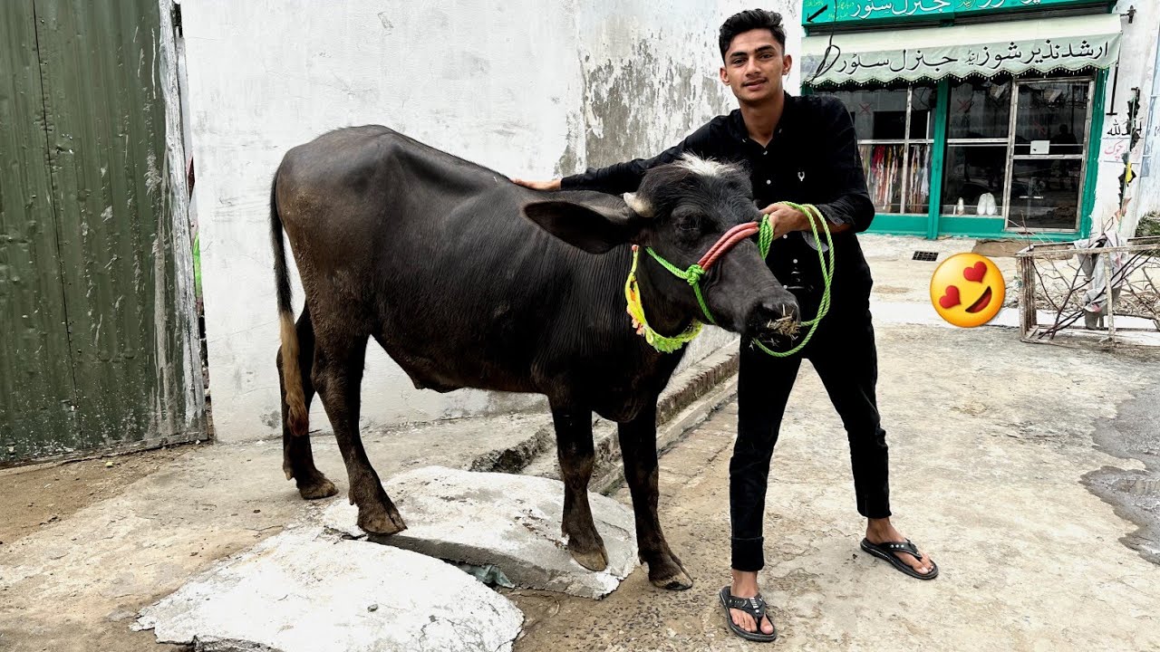 Qurbani ka Janwar Le Aaye 😍