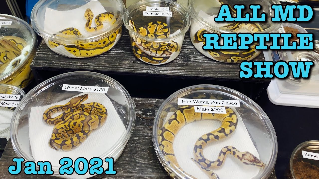 ALL MARYLAND REPTILE SHOW (Jan 2021) Reptile Expo | Ball Python Breeding | Reptiles