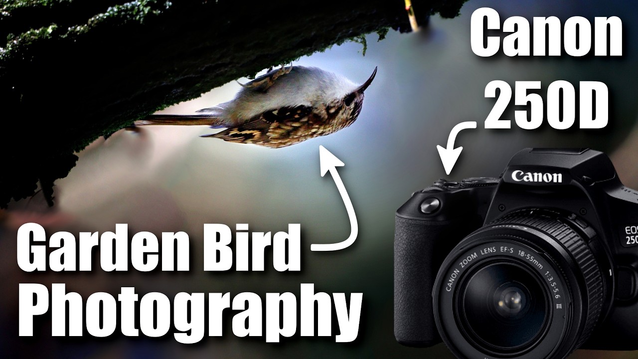 Wyzwanie fotograficzne: Ptaki ogrodowe i dzika przyroda | 1 GODZINA z aparatem CANON 250D