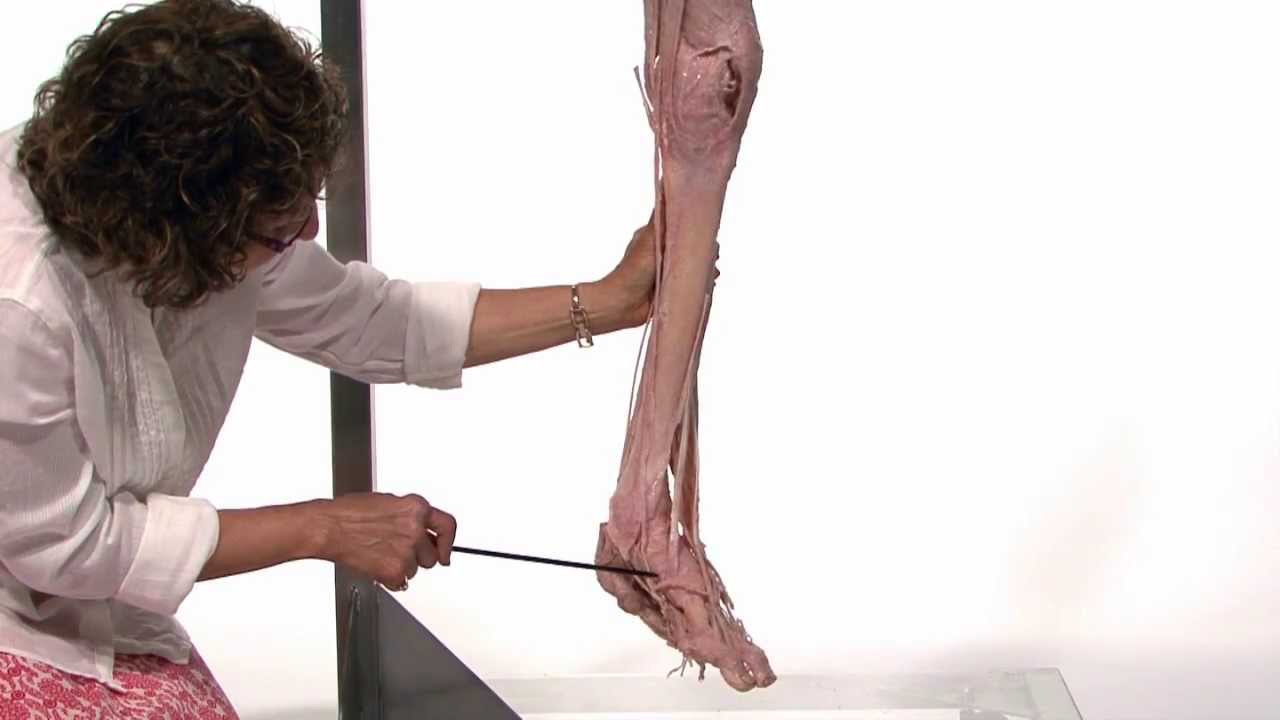 Anatomy Series, Muscles of the Lower Limb by Dr. Shakti Chandra