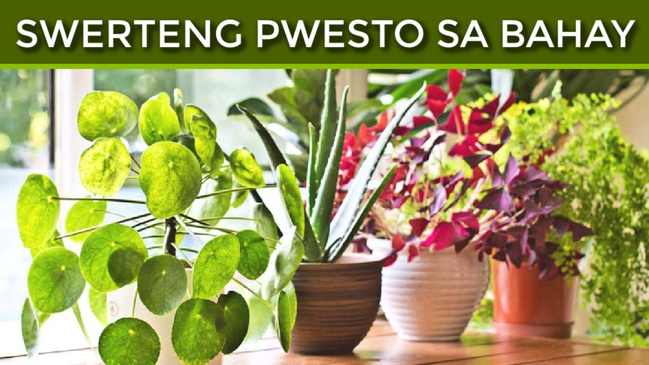 Lugar sa Bahay na Hindi Dapat at Dapat Mong Lagyan ng Halamang PampaSwerte 2021