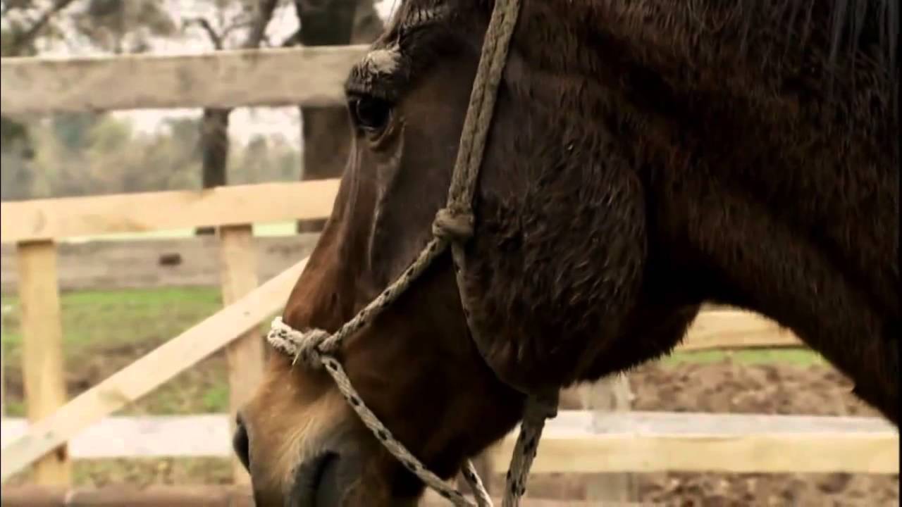 El Domador De Caballos · Atila