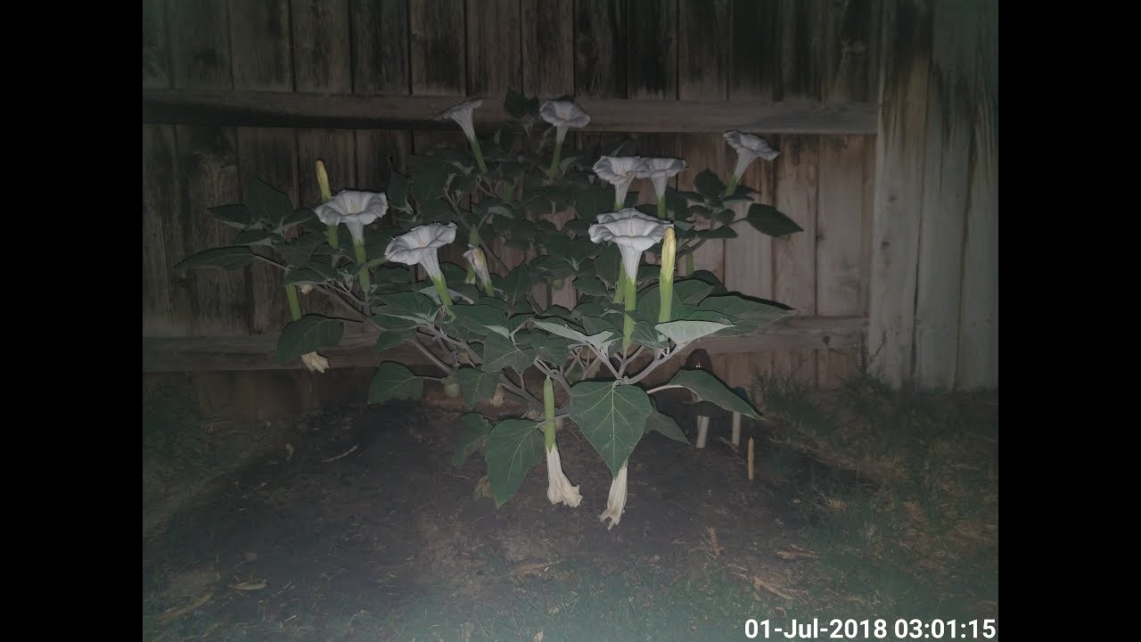 Datura Innoxia Bloom Time-Lapse Plant #2