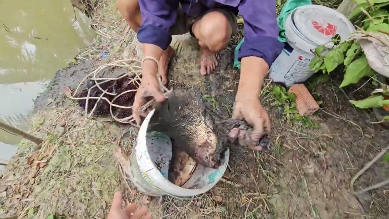 Chài Lưới cá Tai Tượng ăn tết