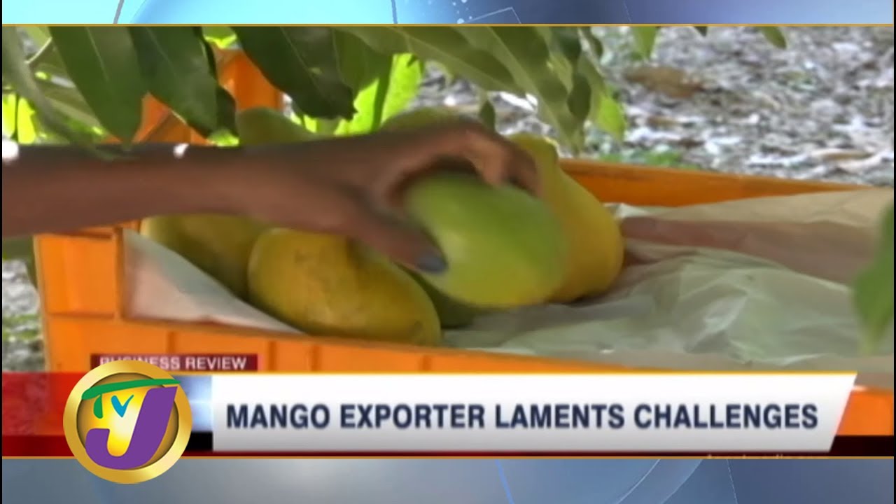 TVJ News Today: Mango Exporter Laments Challenges - Business Day - June 30 2019