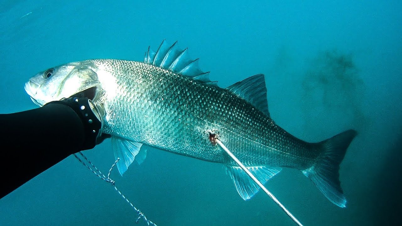 CATCH and COOK🔥 - SEA BASS with Orzo - Ψαροντούφεκο Λαβράκι Κριθαρότο