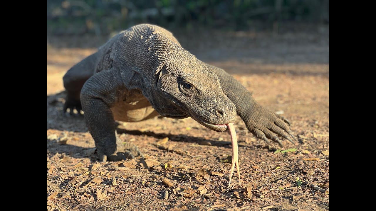 Komodo Island, Indonesia 2023