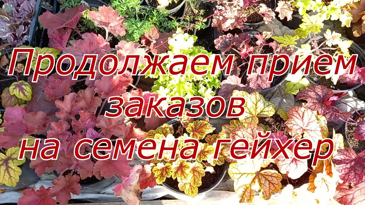 ГОТОВИМ ГЕЙХЕРЫ К ЗИМЕ . КАКИЕ ГЕЙХЕРЫ НЕ СМОГУТ ПЕРЕЗИМОВАТЬ . КАК СПАСТИ 