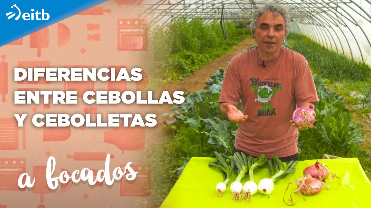 ¿Qué diferencias hay entre las cebollas y las cebolletas?