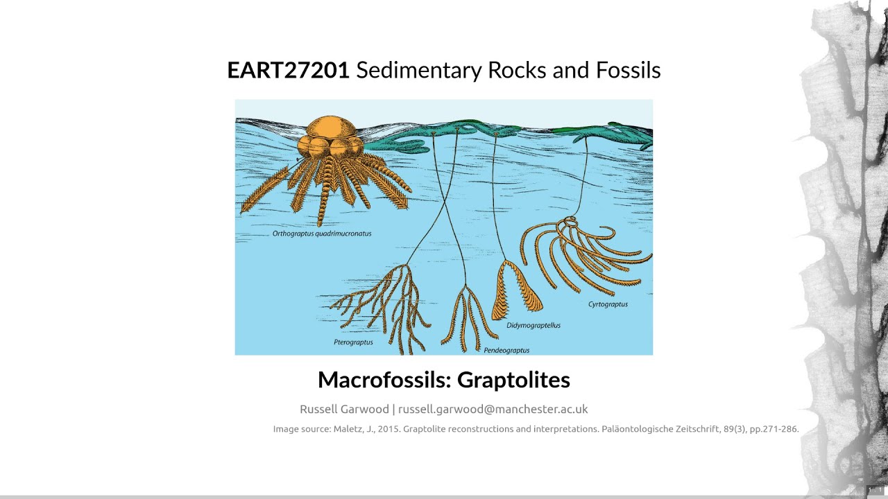 Graptolites, Video 3 - EART27201 - Sedimentary Rocks and Fossils
