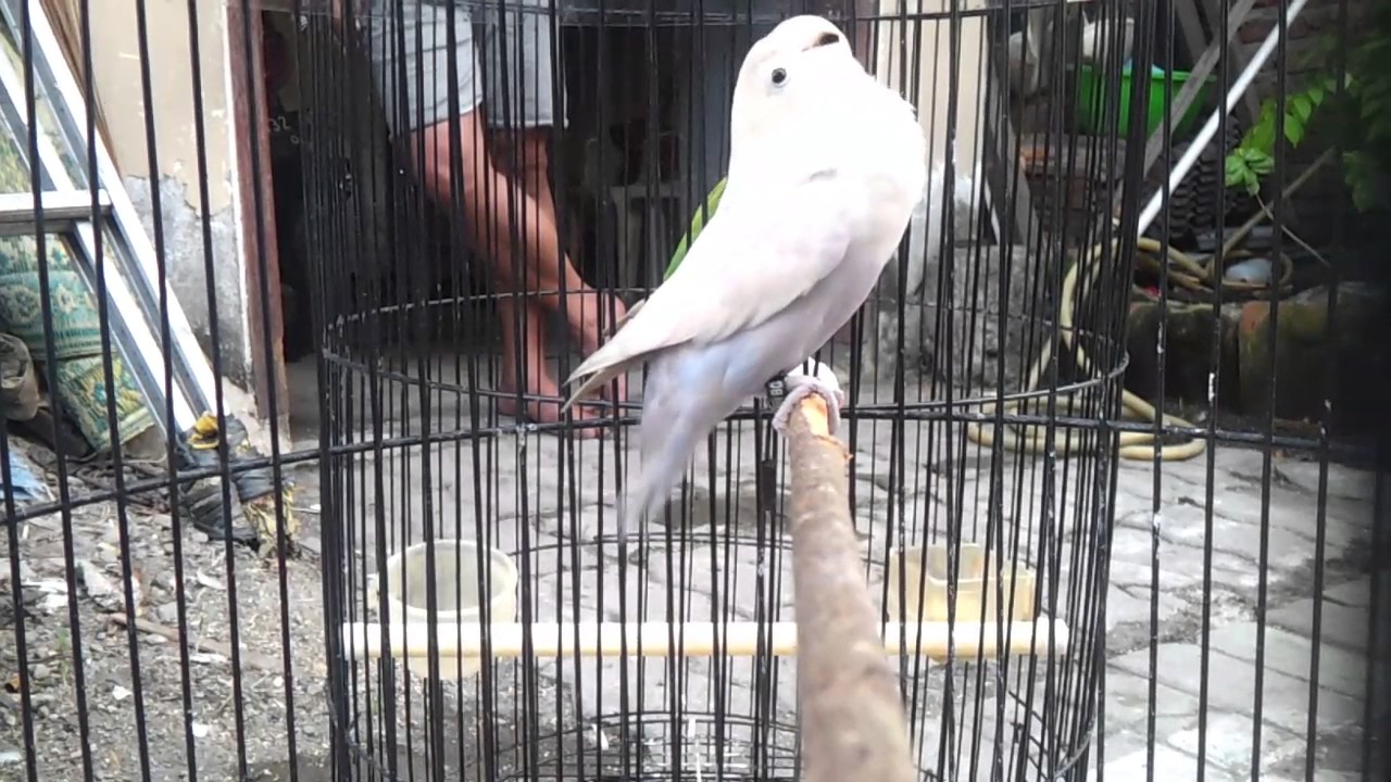 Lovebird pastel putih ngekek