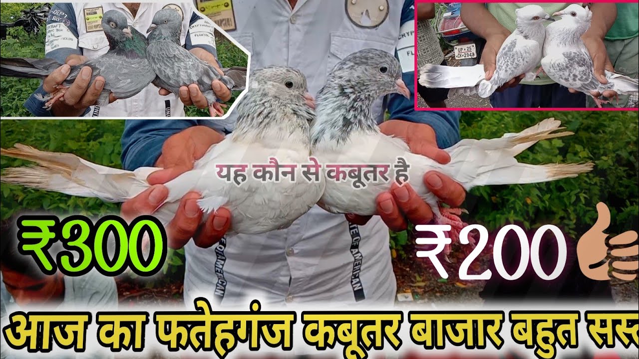 September 19, 2024 aaj ka Fatehganj Kabootar market, बरेली फतेहगंज कबूतर बाजार आज का बड़ा सस्ता