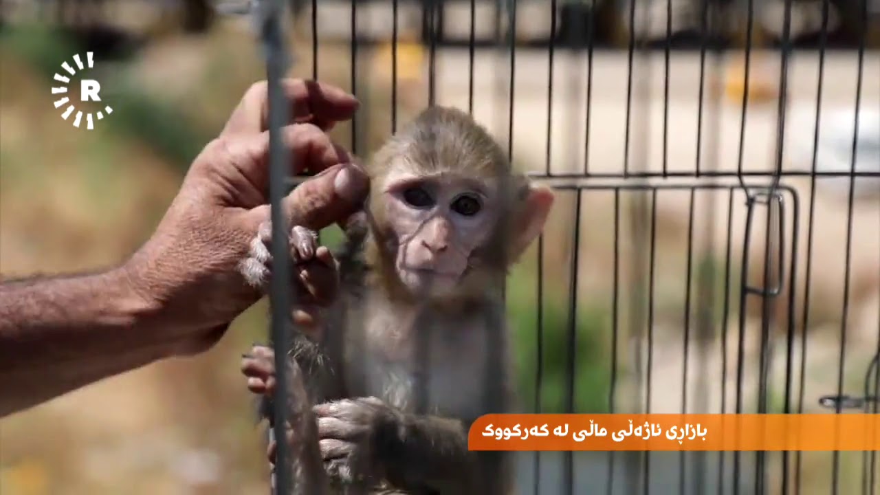 بازاڕی ئاژەڵی ماڵی لە کەرکووک