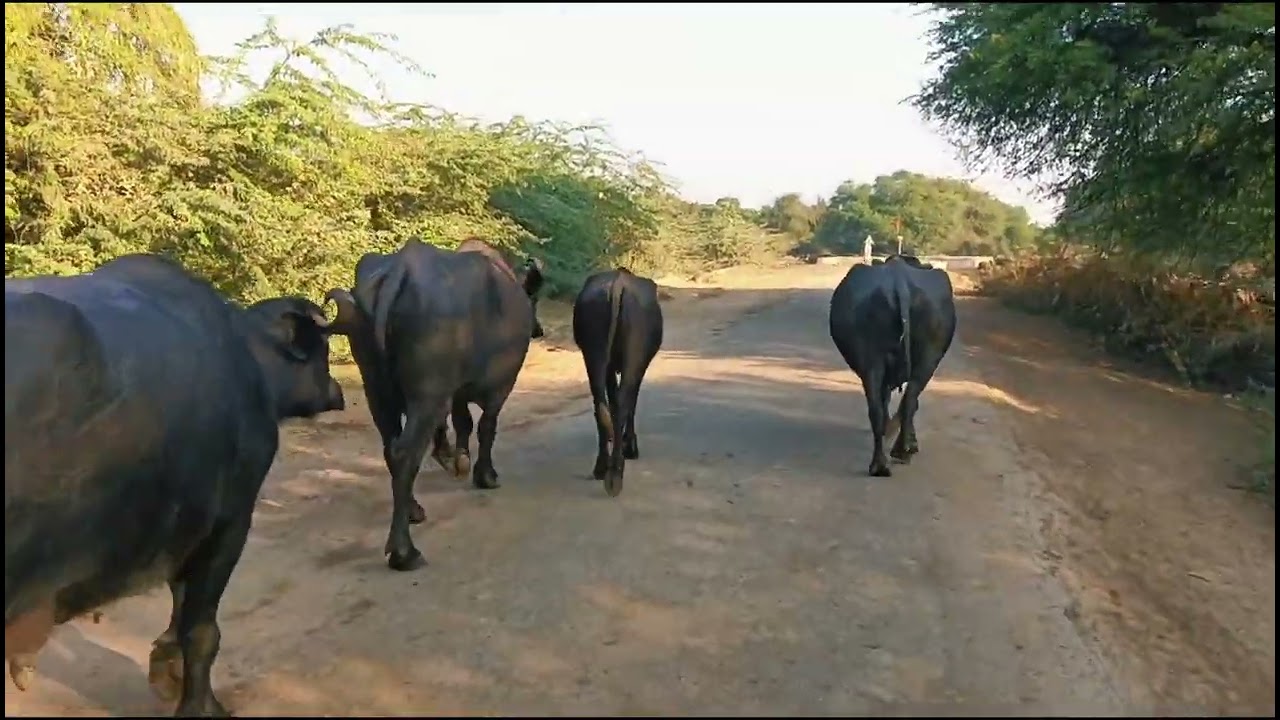 Aaj Gaye Bhesh Charane// My New Vlog Video// Ek New Farmer 