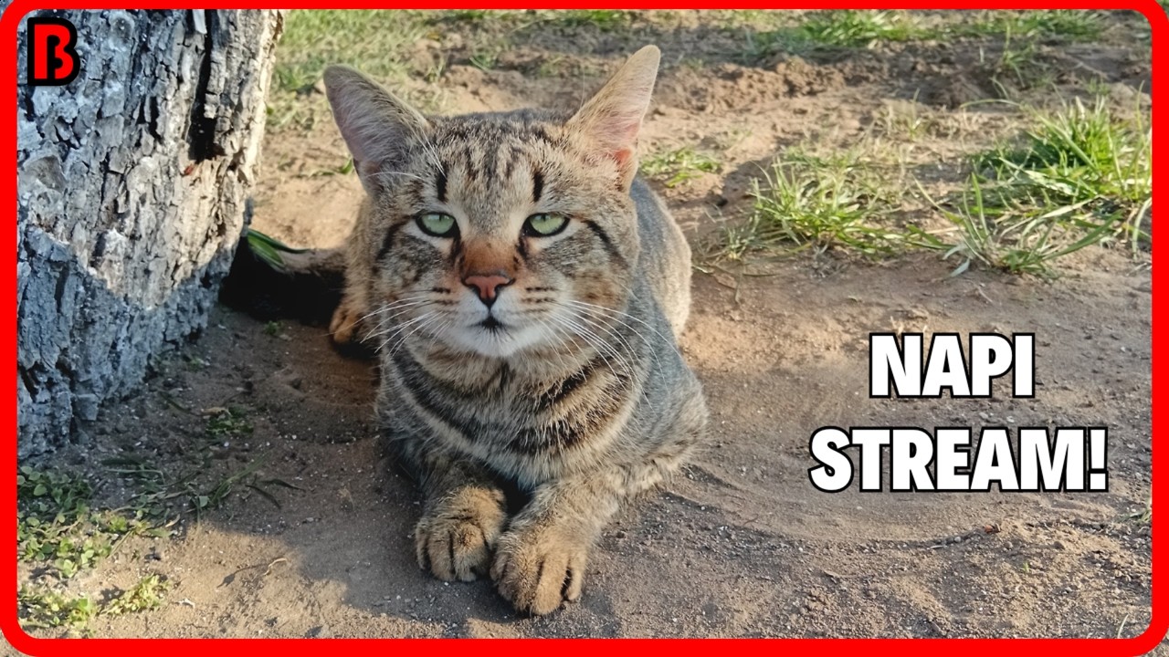 Autós verseny, mert régen volt! (Trackmania) 😅