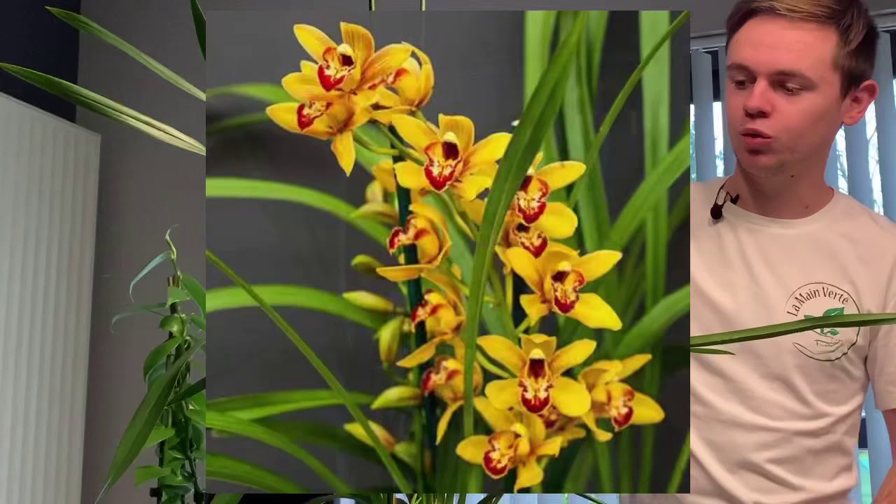 Comment s’occuper de ces orchidées? Explications générales et rempotage.