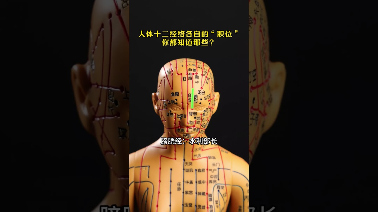人體十二經絡各自的職位，你都知道哪些 #十二經絡 #中醫 #倪海廈
