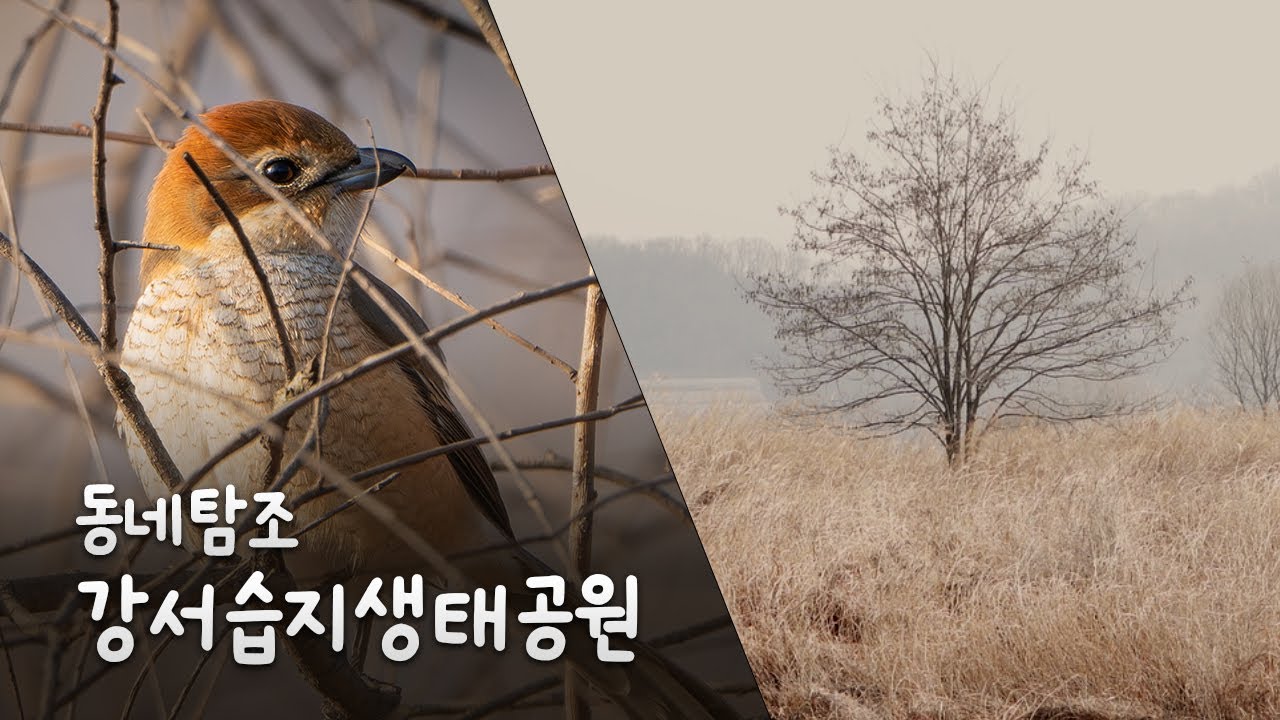 [자막] 우리나라 맞나요? 강서습지생태공원 때까치 되새 #birdswatching #wildlife #wildphotography #happybird #산책 #탐조 #한강