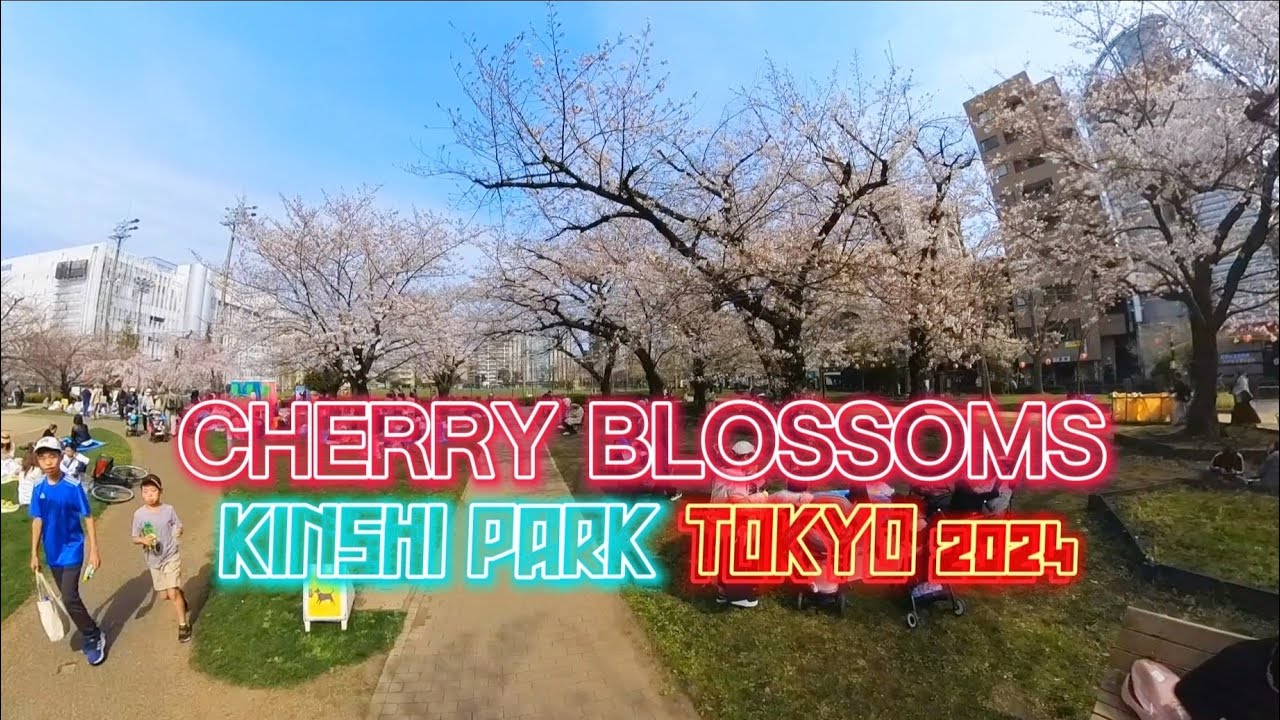 SAKURA WALK At Kinshi Park | Tokyo, Japan 2024 🇯🇵