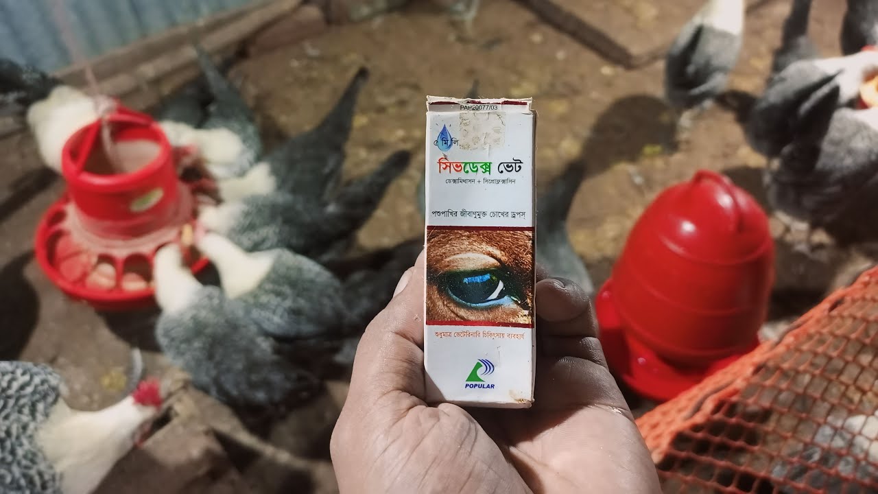 মুরগির চোখ দিয়ে পানি পরলে এই ঔষুধ ব্যবহার করুন।।