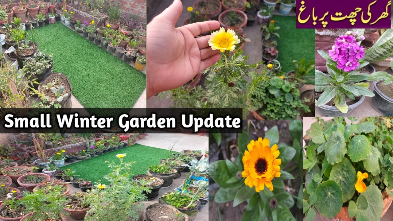 Small Winter Terrace Garden||Winter Flowers Garden Update|Winter Garden Overview|Terrace Gardening