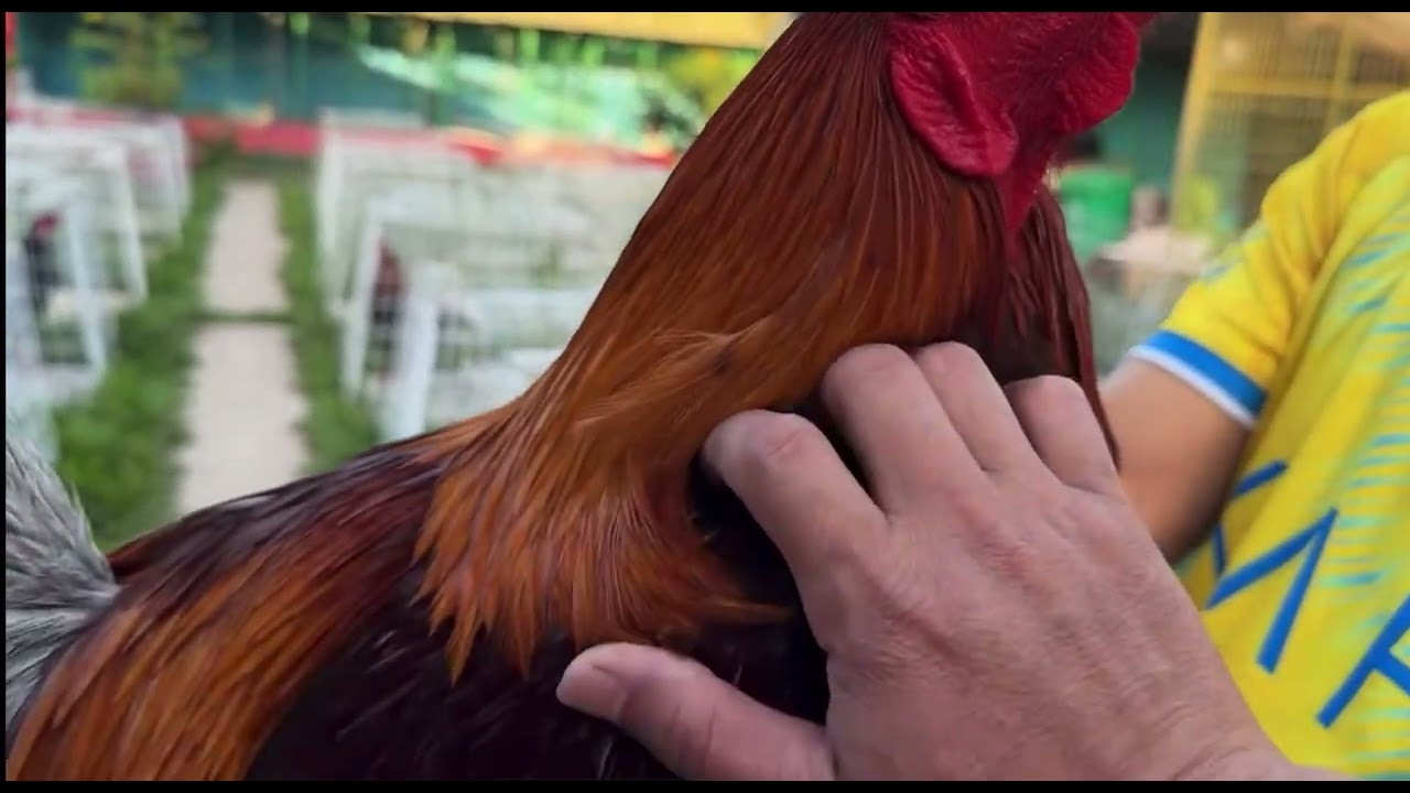 Hàng Chơi Tết 🧧 #video #mientay #tigatuyen #hieubentre #chicken #gachoivietnam #hieufarm #viral 