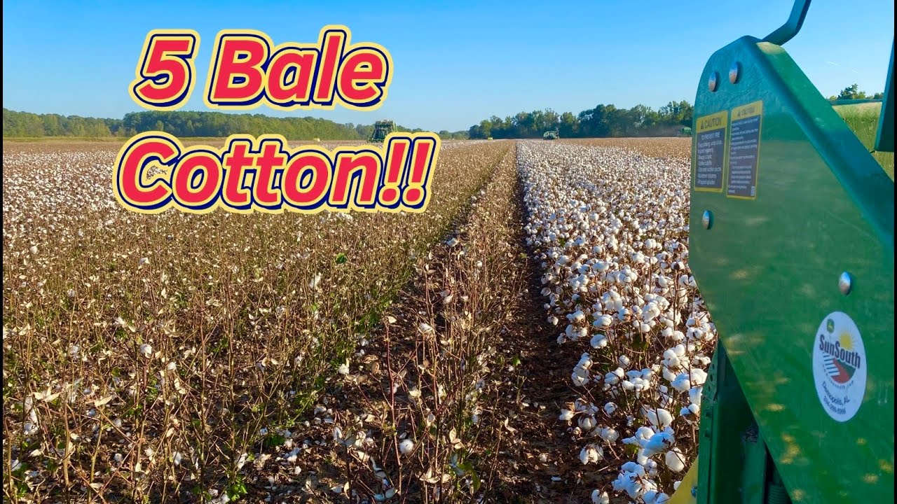 Cotton Pickin’ Continues….