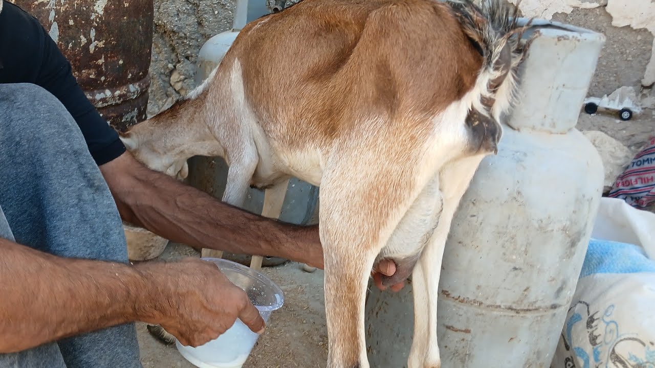 Milking one of the triplet babies who sadly left us here in the village#goat #rural #sheep #animals 