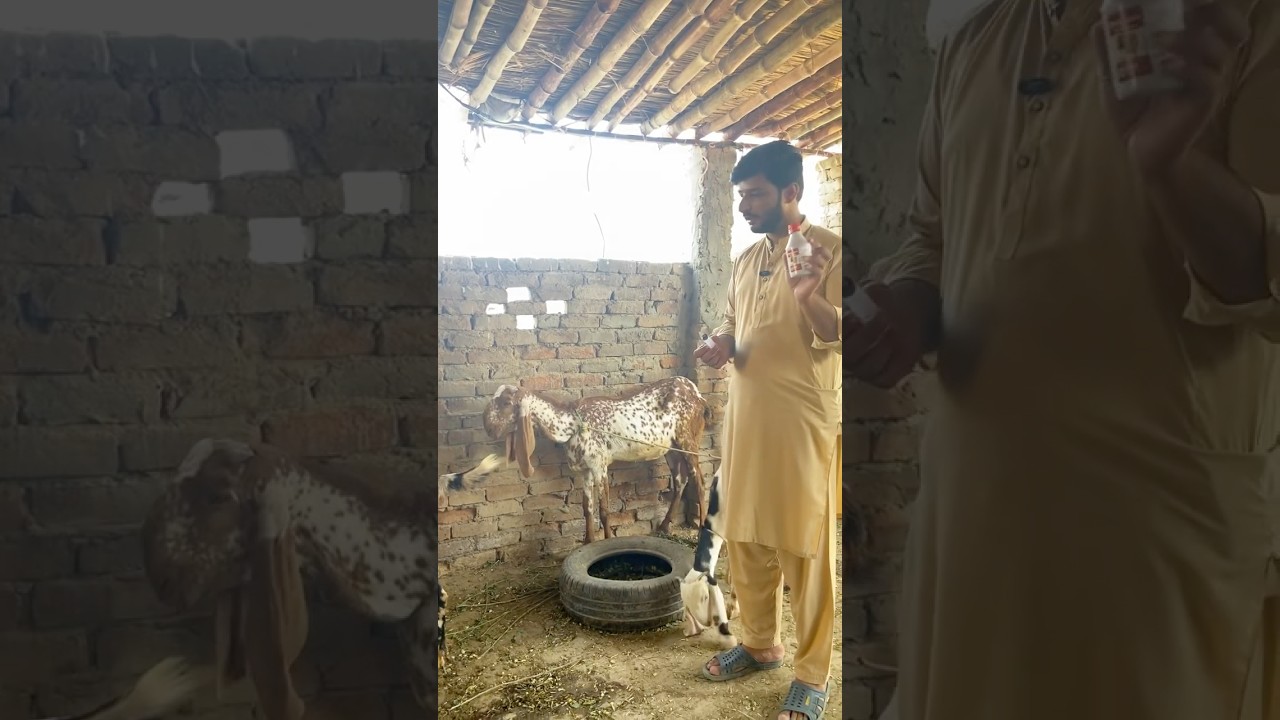 Goat is Not Eating Grass🐐 | Best Medicine and Treatment Explained💉💊 #goatfarm #animallover #goats