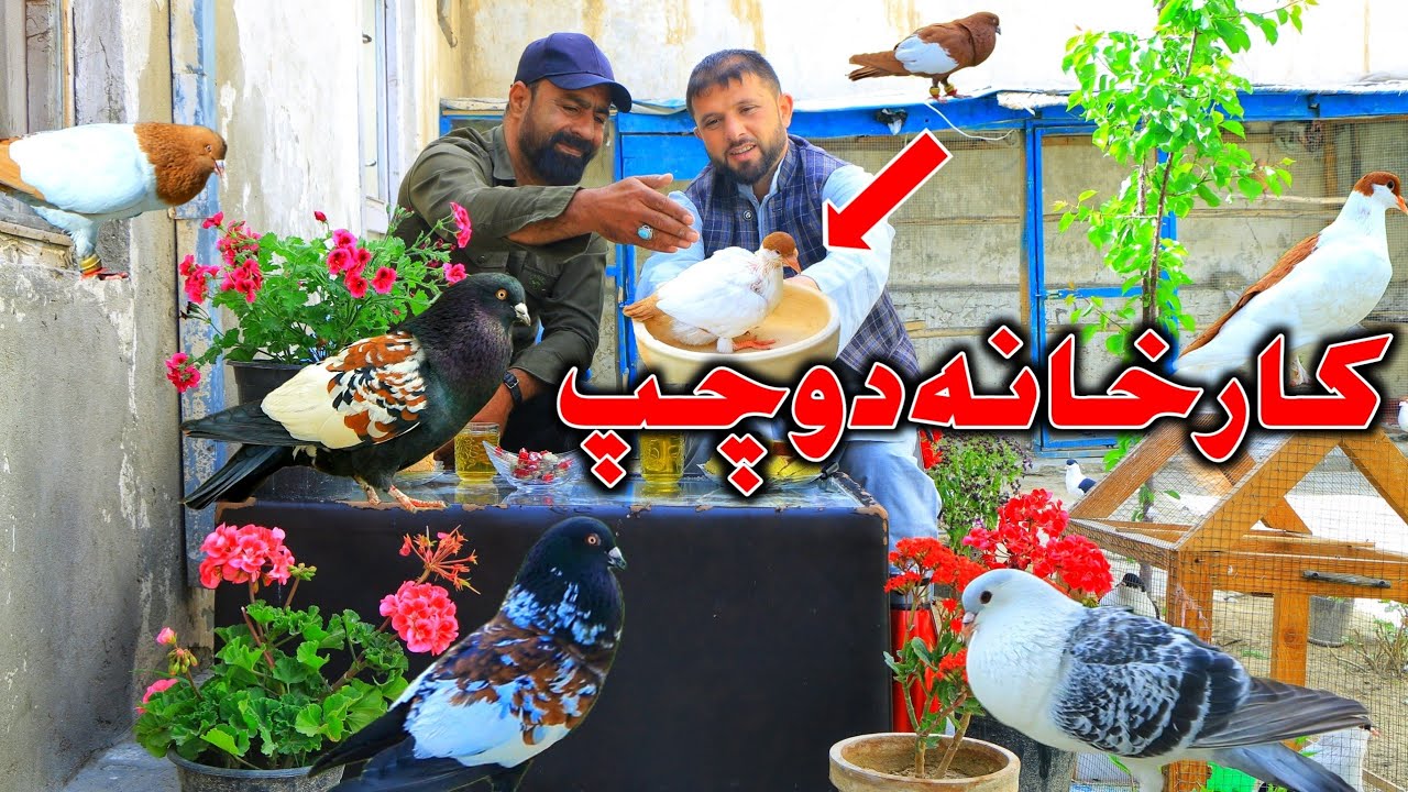 دوچپ چوچه کفتر را به ۸۰۰ $ دالر نفروختم | کارخانه دوچپ خليفه احمد کفتر شناس | دوخال پس از دوچپ