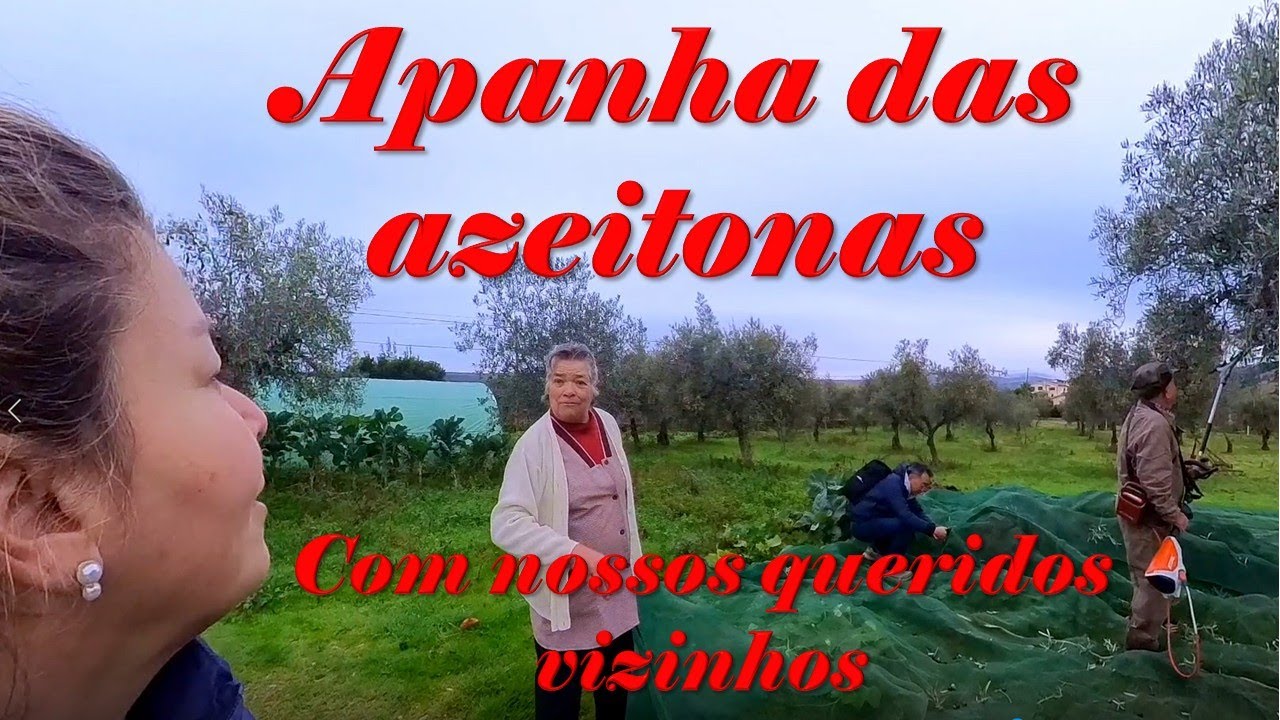 Apanha das azeitonas do Sr  Alcino e dona Zulmira