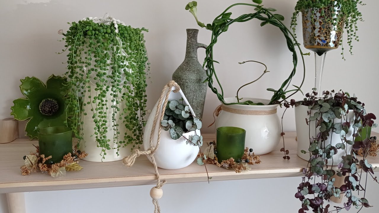Starzec Rowleya, Ceropegia Woodii, Ceropegia Sandersonii 🍀💚