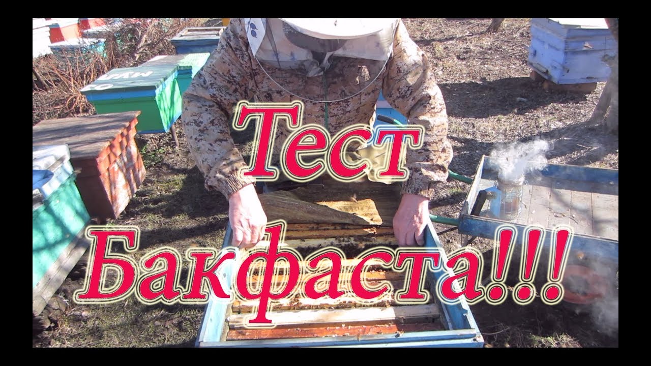 ТЕСТ БАКФАСТА НА МИРОЛЮБИЕ И СОСТОЯНИЕ СЕМЬИ В АПРЕЛЕ🔥🔥🔥