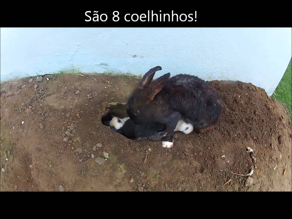 Filhotes de coelho!