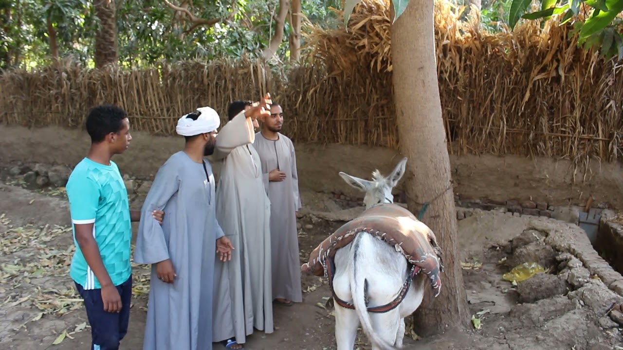 الحاج صديق داخل مزاد علي حمارة هتضحك من قلبك مع ظرفاء الصعيد😂😂