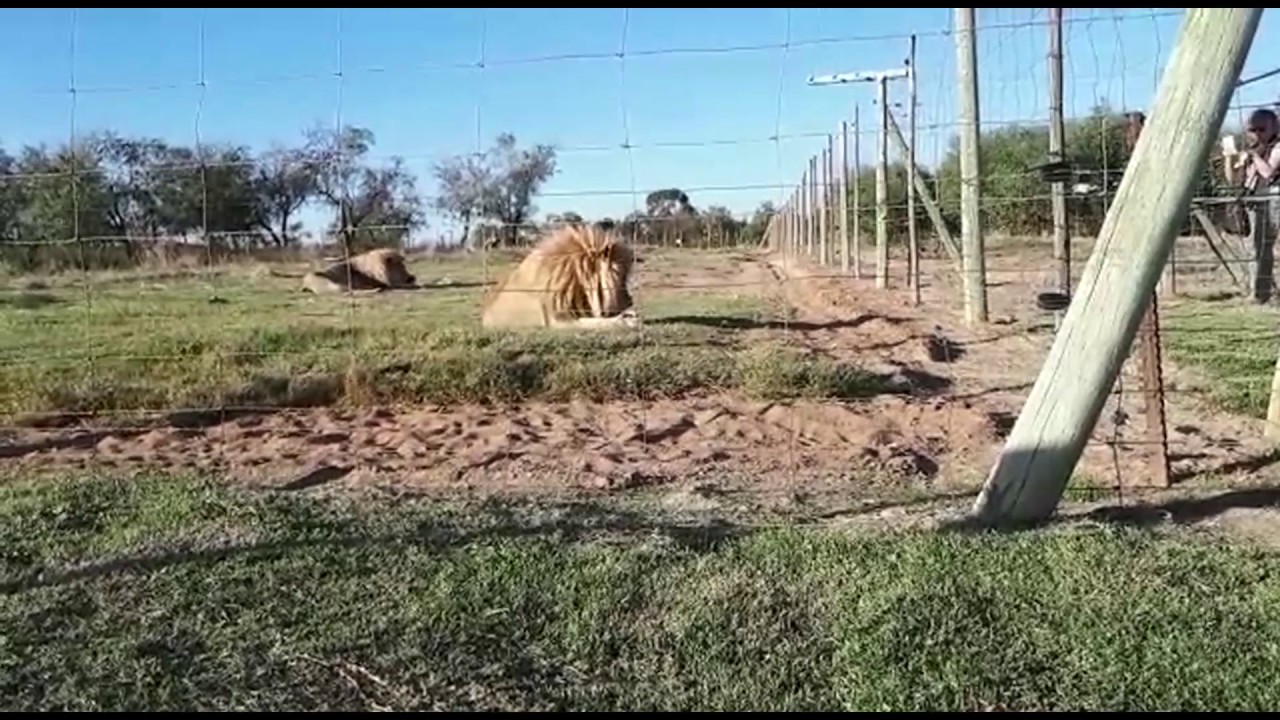 Natuurhulpcentrum - Op bezoek bij oude bekenden