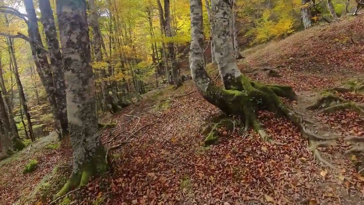 Ruta Vega Pociello y Bosque Fabucao