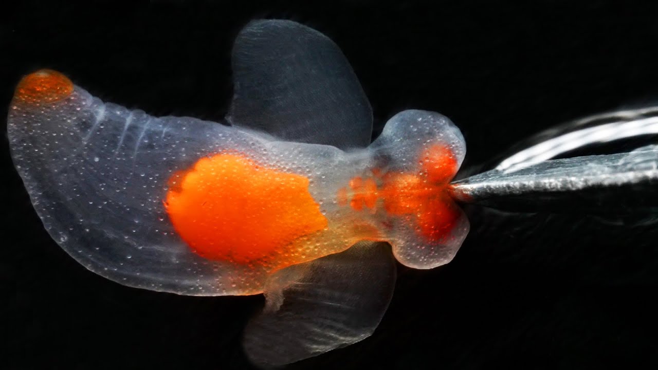 クリオネの頭を半分に切ると…