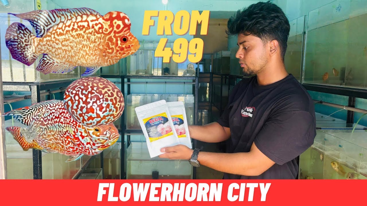 Turning My Hobby into a Business | journey of a college student | flowerhorn city
