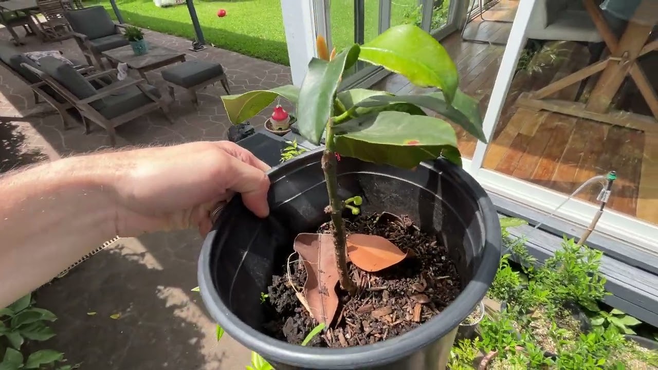 Update on my Achacha and Wax Jambu