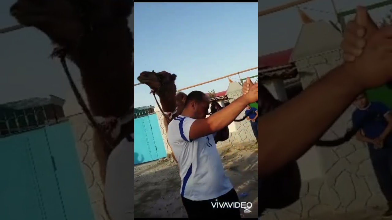 Annamyrat Palwan🔥Şor Garadamak