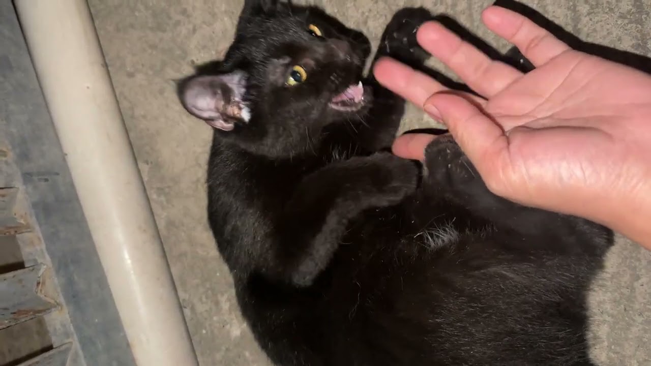Black cat  bite me game