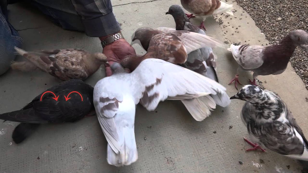 Comment apprivoiser un jeune pigeon qui vient de quitter son nid LC VIDEO