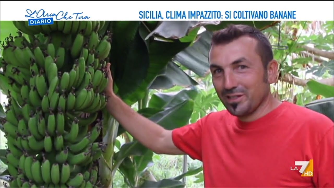 Sicilia, clima impazzito: si coltivano banane