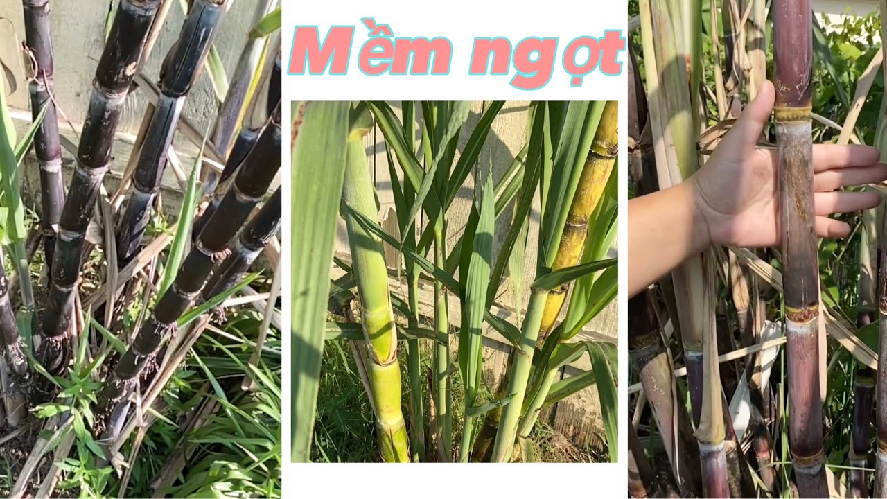 Mía gì mềm xèo lại ngọt hơn mía thanh diệu và mía tây | soft sugarcane