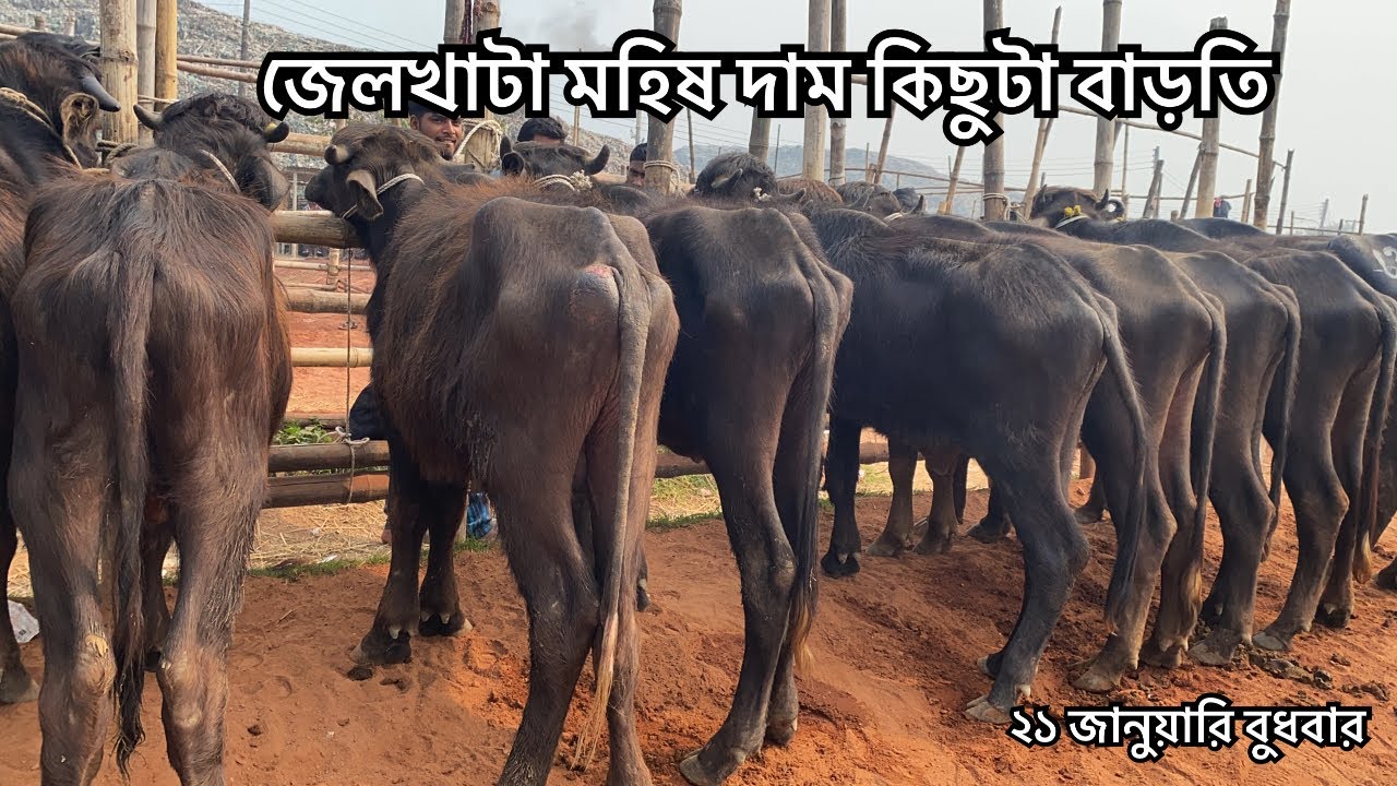 জেলখাটা মহিষ আমদানি হয়েছে | দাম বাড়তি 